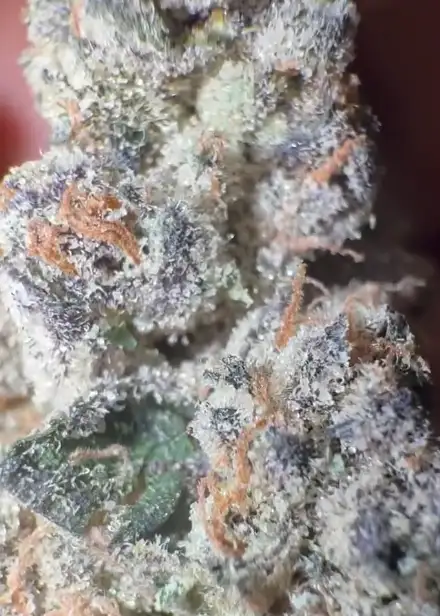 Sour Ube