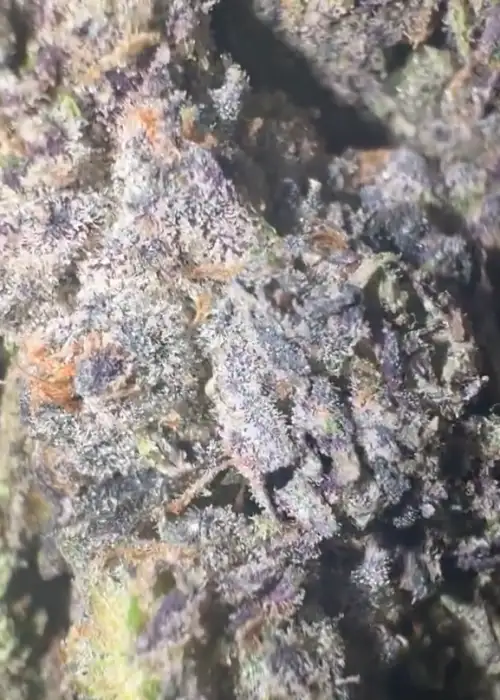 Spiked Melonz