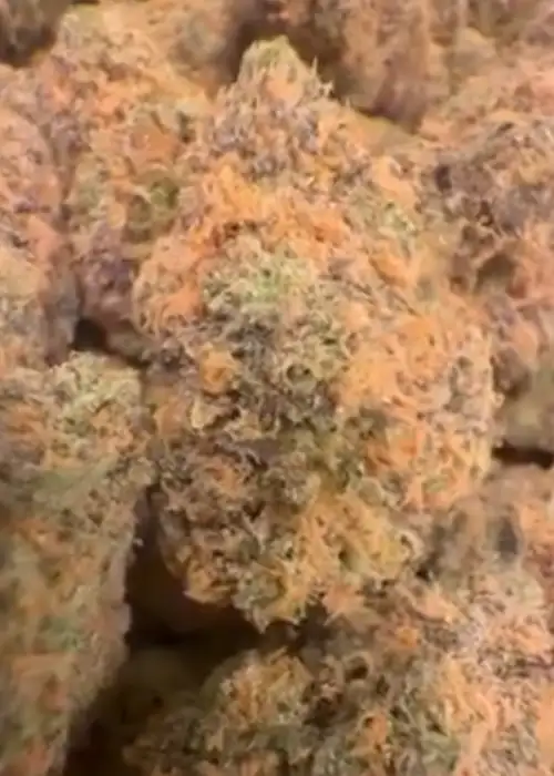 Grapefruitz