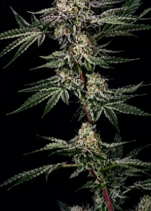Chrome Frost