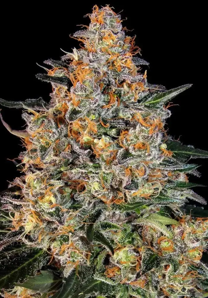 Bubba Kush