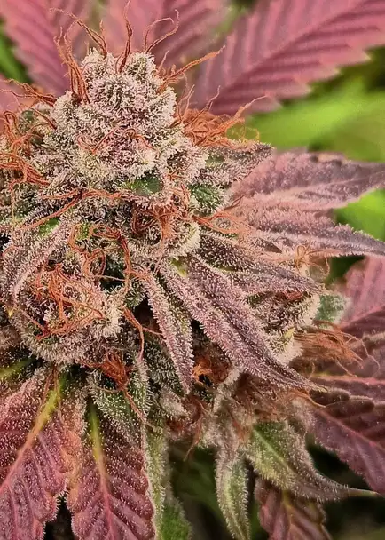 Cherry Rosa