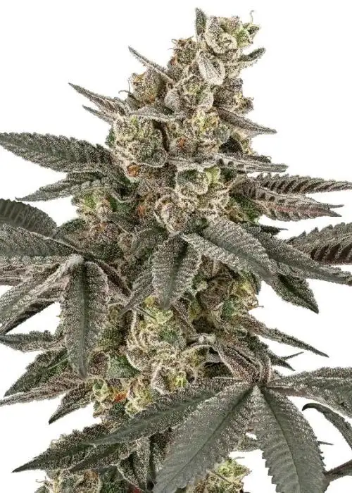 Blueberry Gasoline Regular