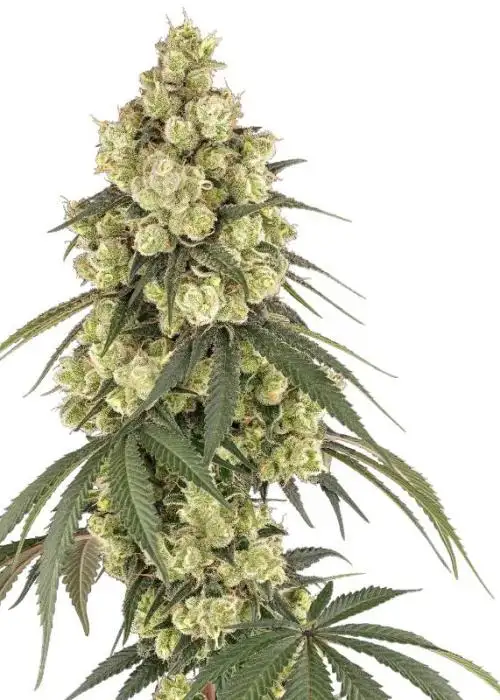 Pink Pineapple