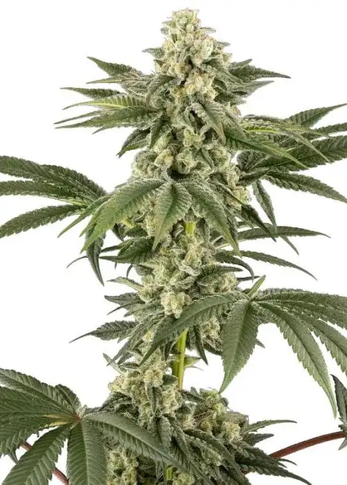 Lemon Pelli
