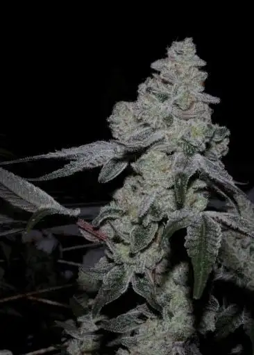 Cap Junky S1