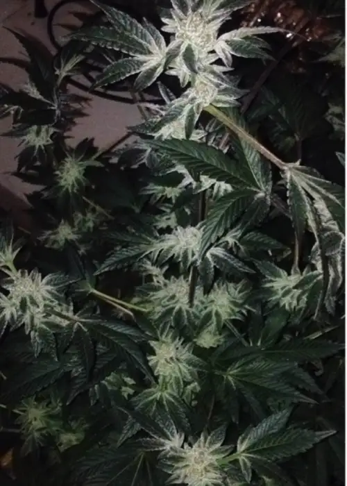 Animal Cookies
