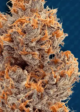 Blue Cola