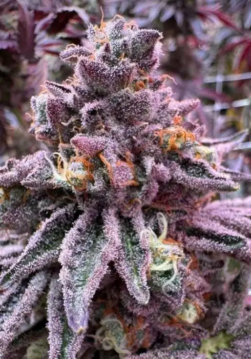 Sour Blucci