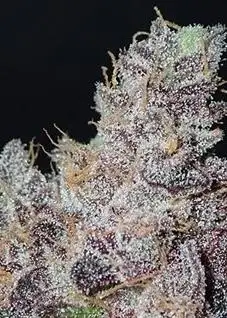 Ozark