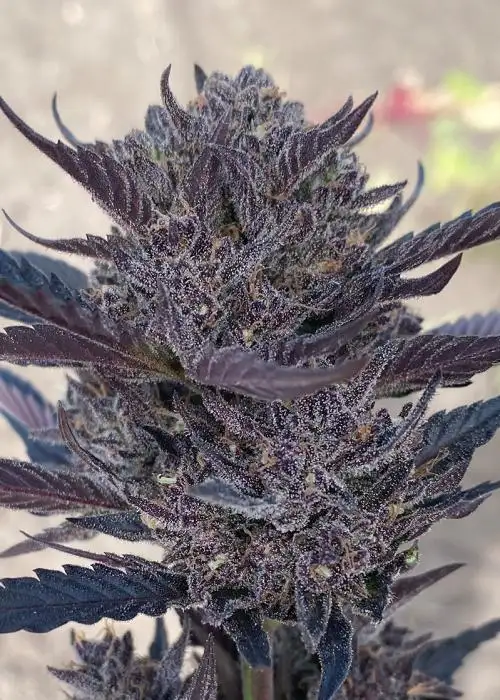 GMO 8 Auto