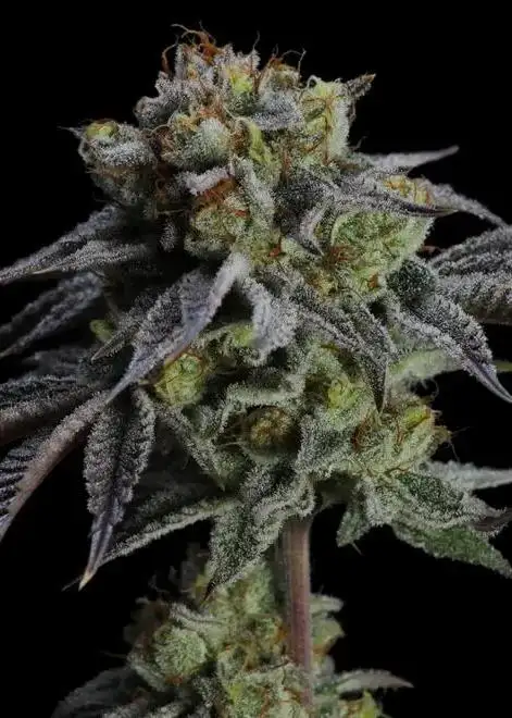 Peach Headies Bx1 Regular