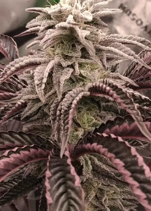 Glueberry Sugar