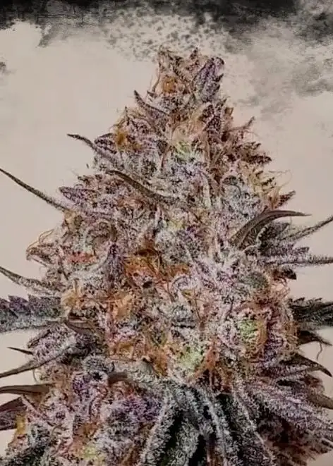 Trop Strawberry