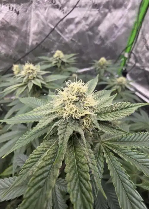 Trop Cherry Gas