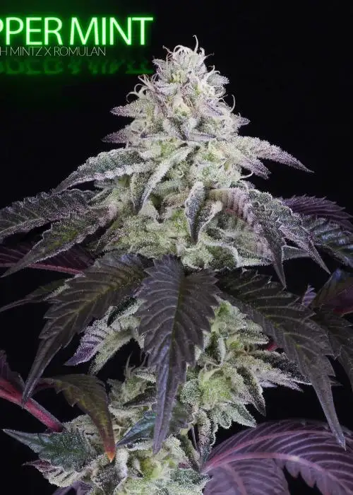 Peppermint