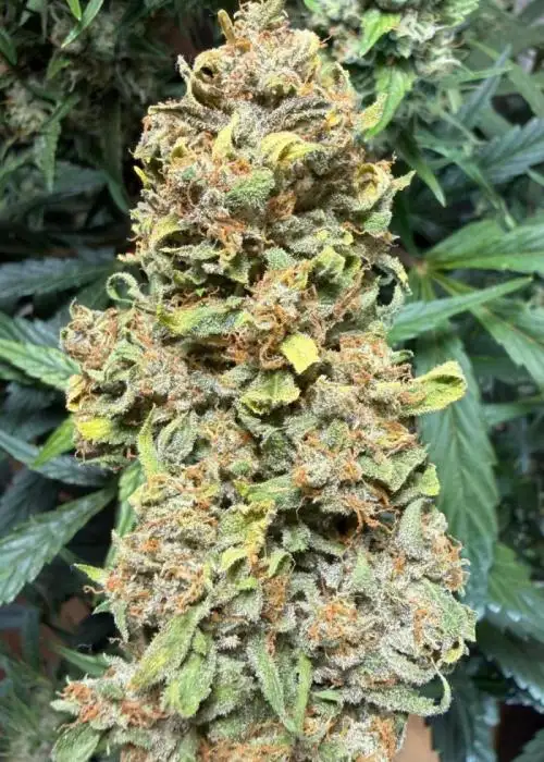 Rebel Haze