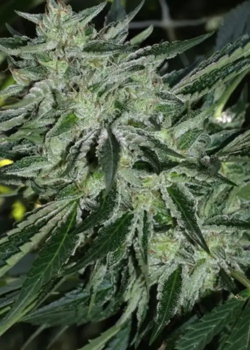 Double OG Sour Regular