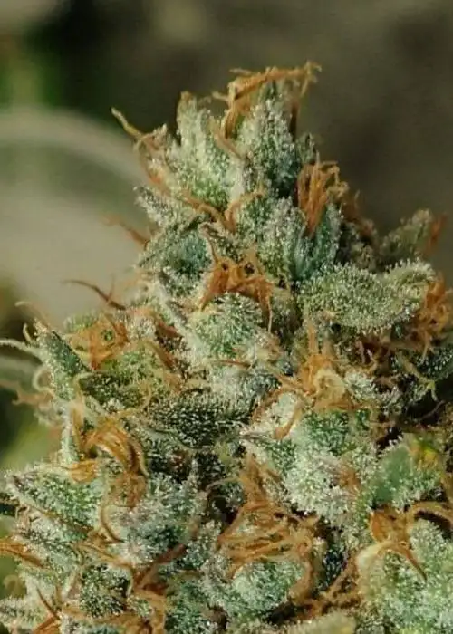 Alien Orange Gum Regular