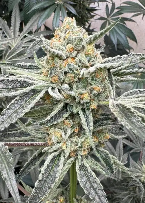 Tangie