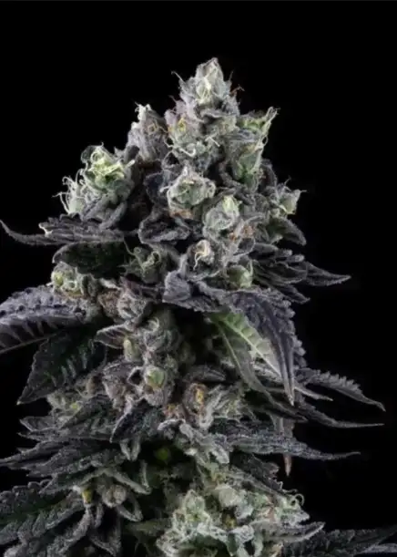 Zour diesel