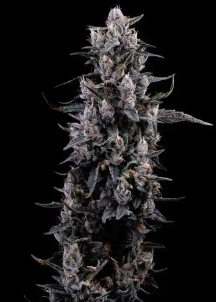 Sour Grape Diesel