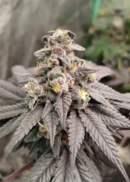 Purple Chrome #8