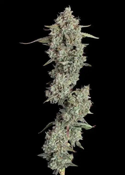 Pineapple Diesel Auto