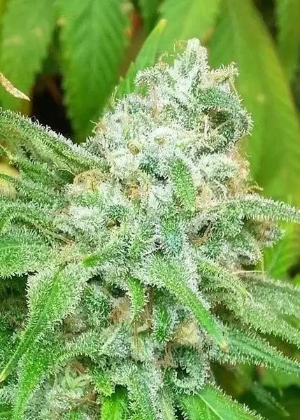 Grapefruit Starburst F2