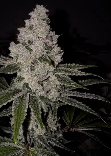 Blue Limeade