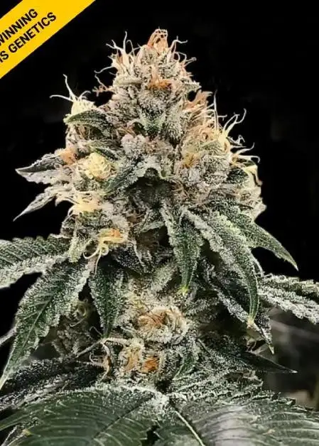 HG 23 aka Michael jordan