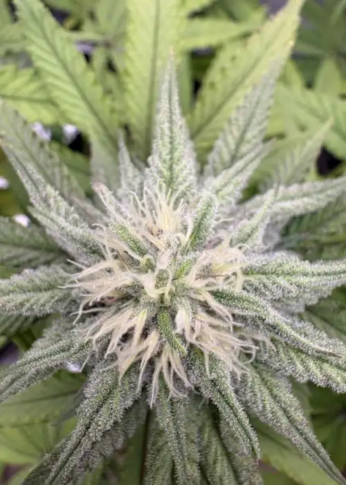 Pink Portal OG