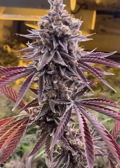 Forbidden Zkittlez