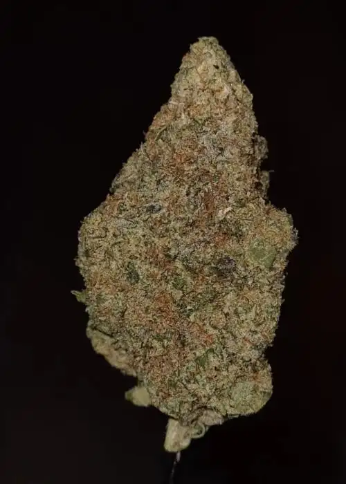 Myazaki Mango
