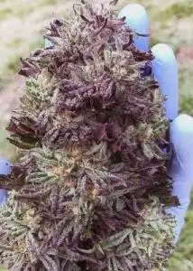 Nimbus Regular