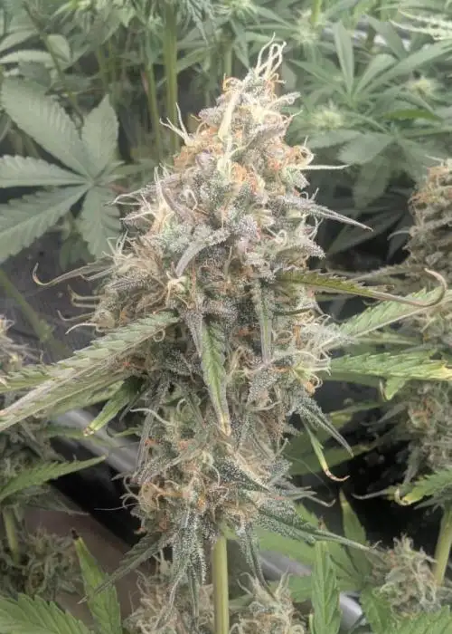 TB SkittleZ Auto