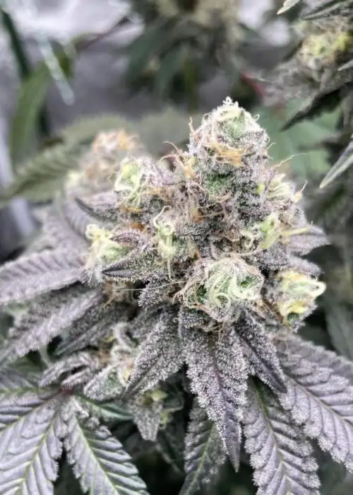Frosted Acai