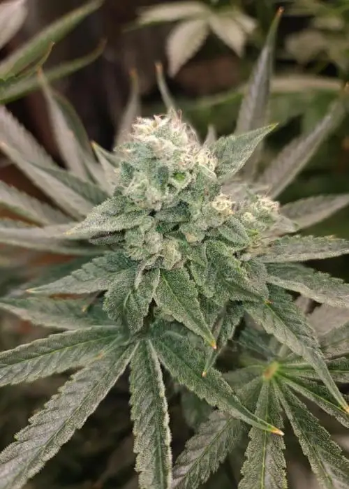 Cherry Diesel Skunk