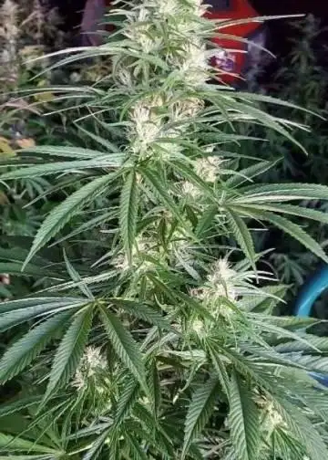Super Silver Sour Thai Nevil