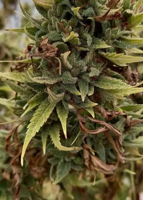 Super Silver Sour Strawberry Cookies