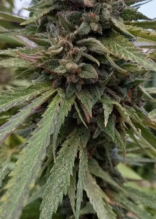 Grateful Dead Diesel