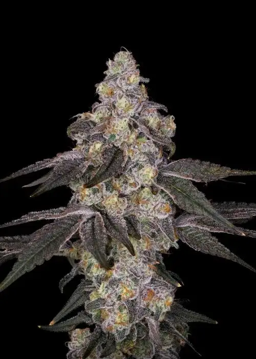Candied Pineapplez
