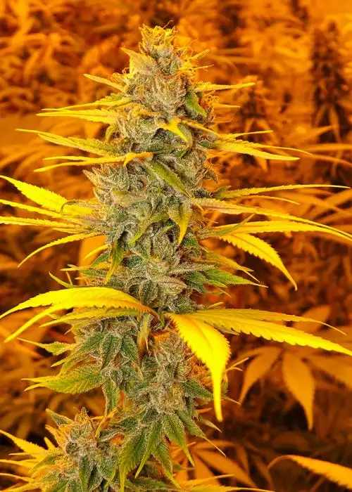 Cherry OG