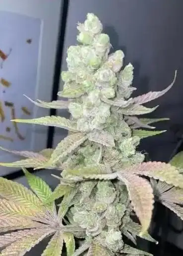 Candy Lime