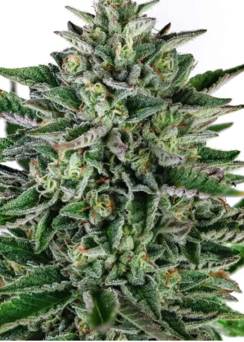 Pina Blanca