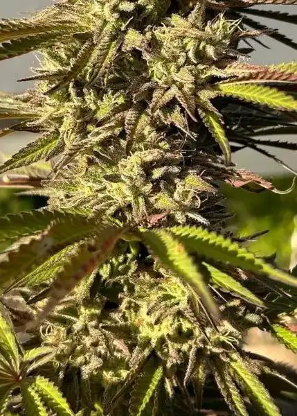 Fresh Citrus