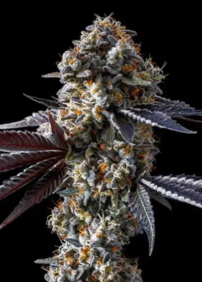 Thats Krazy x Lights Out Regular