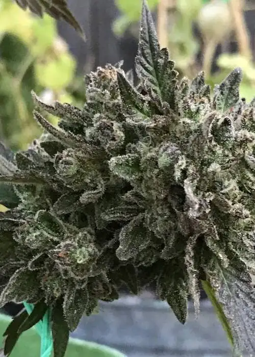 Oakland Purps