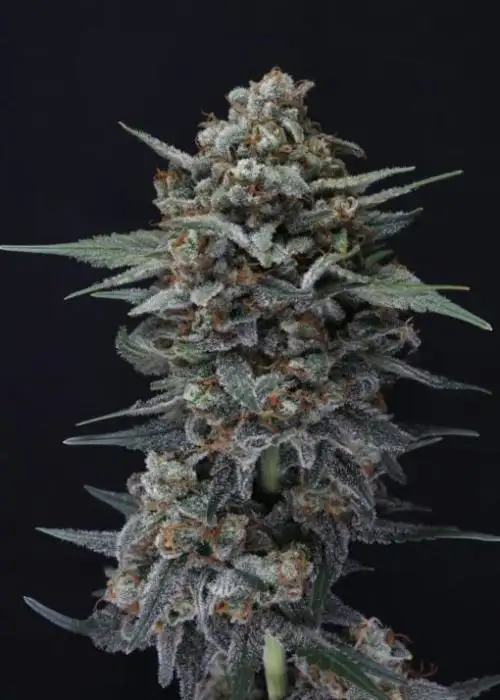 Alien Snack Auto