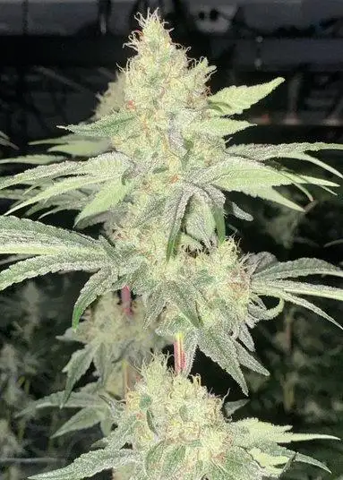 Red Lemons